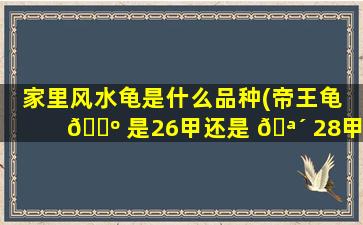 家里风水龟是什么品种(帝王龟 🐺 是26甲还是 🪴 28甲)